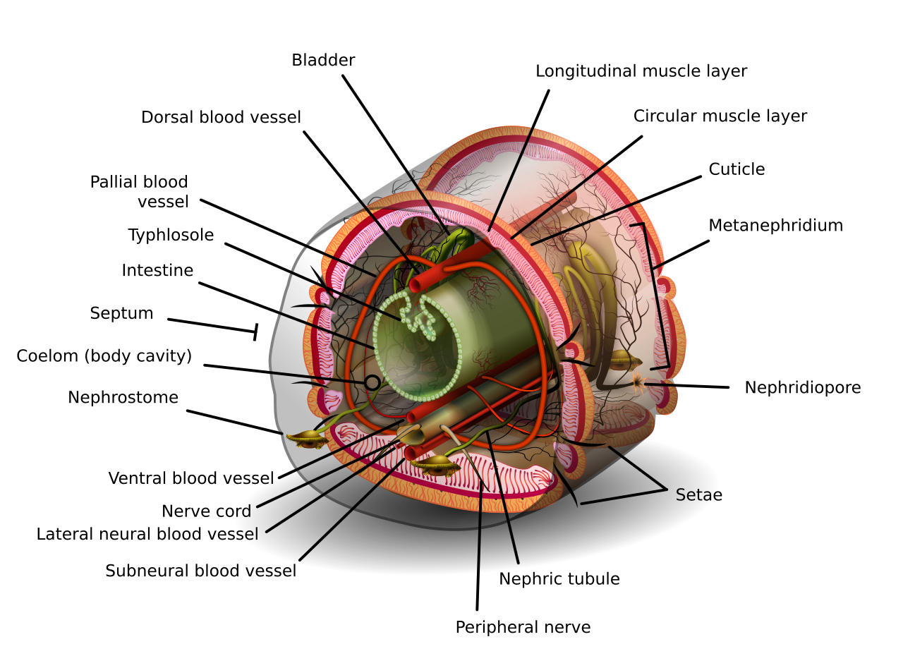 Annelid