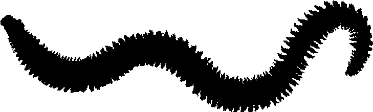 Annelid
