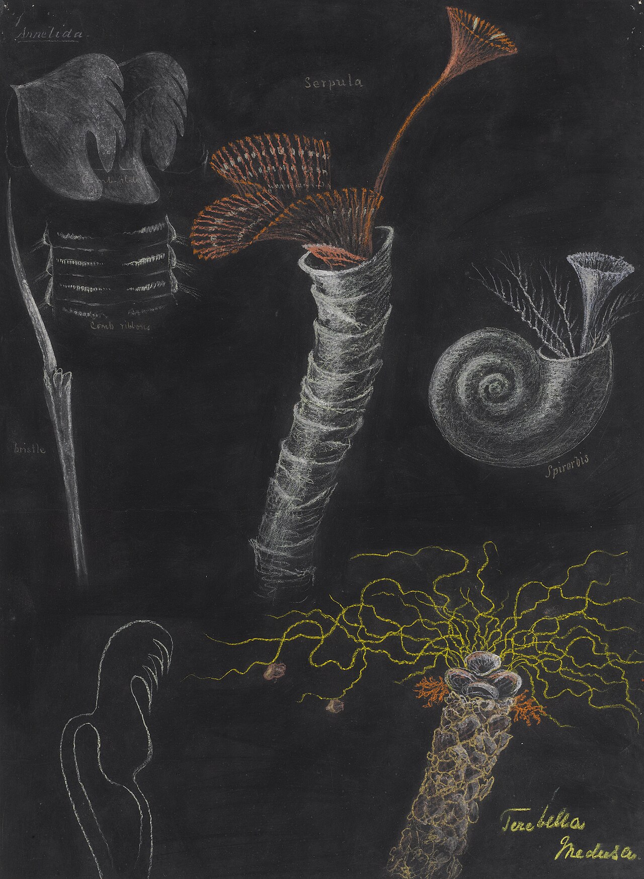 Annelid