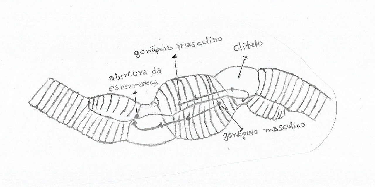 Annelid