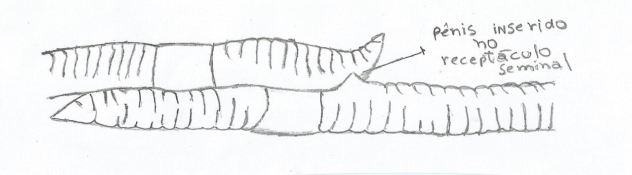 Annelid