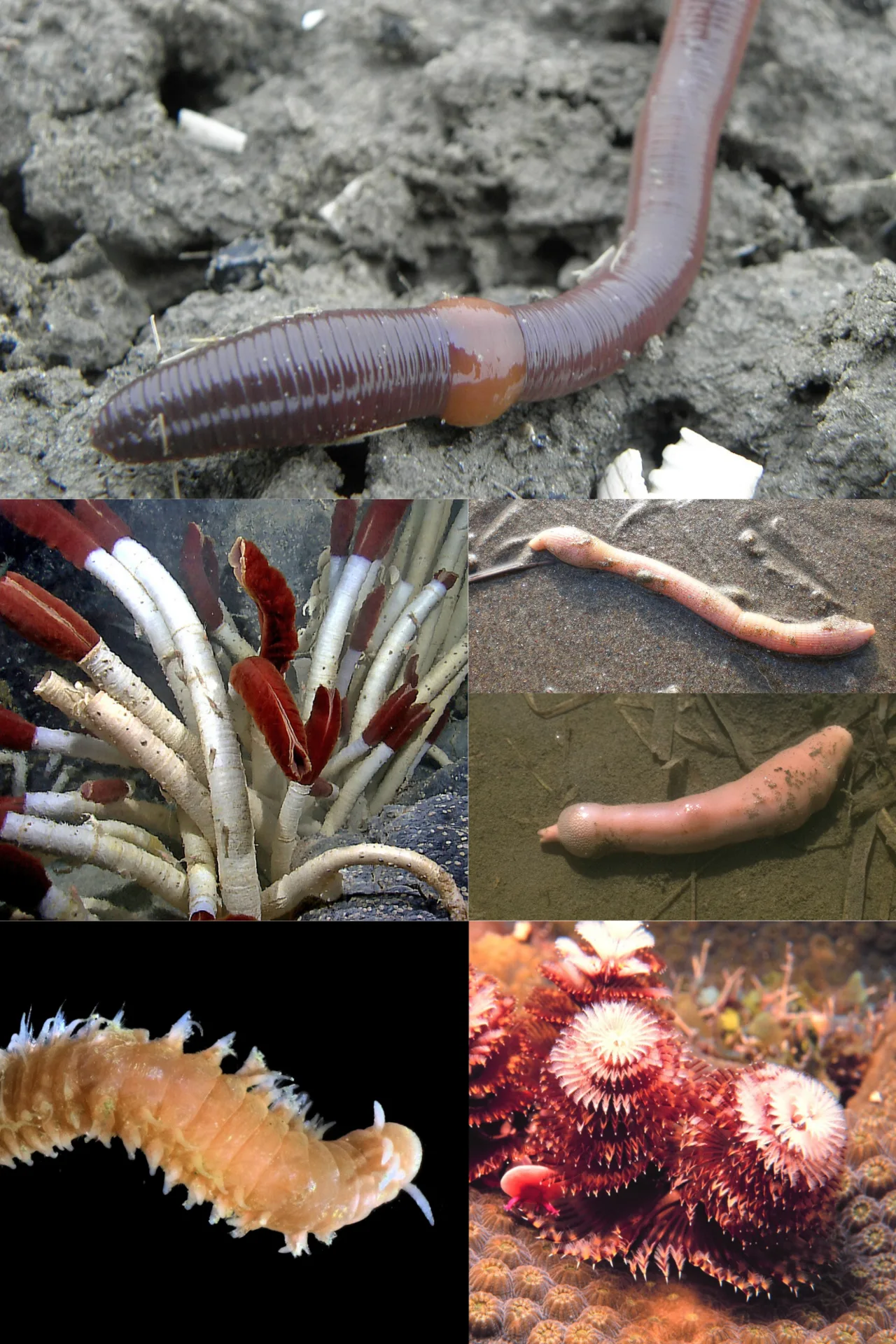 Annelid