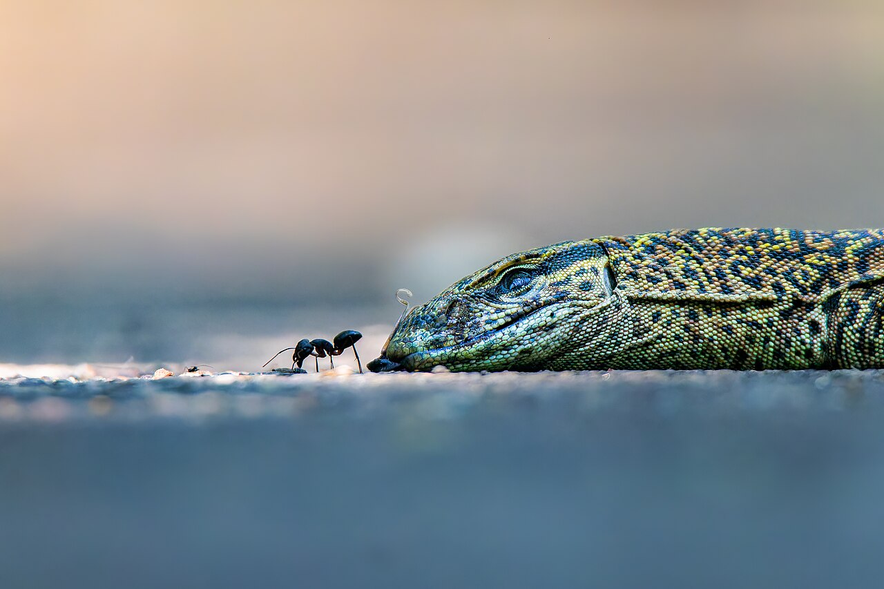 Ant