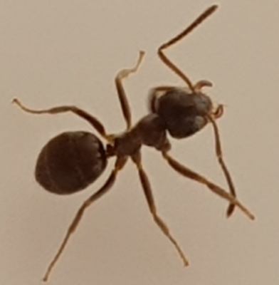 Ant