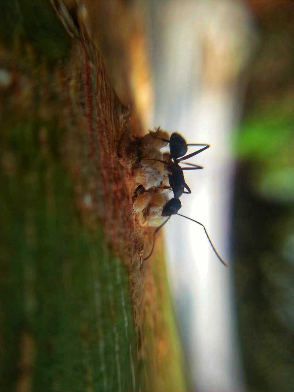 Ant