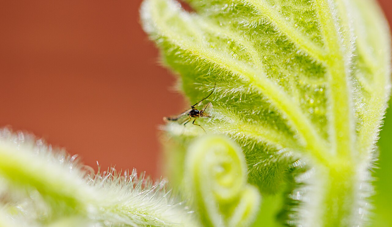 Aphid