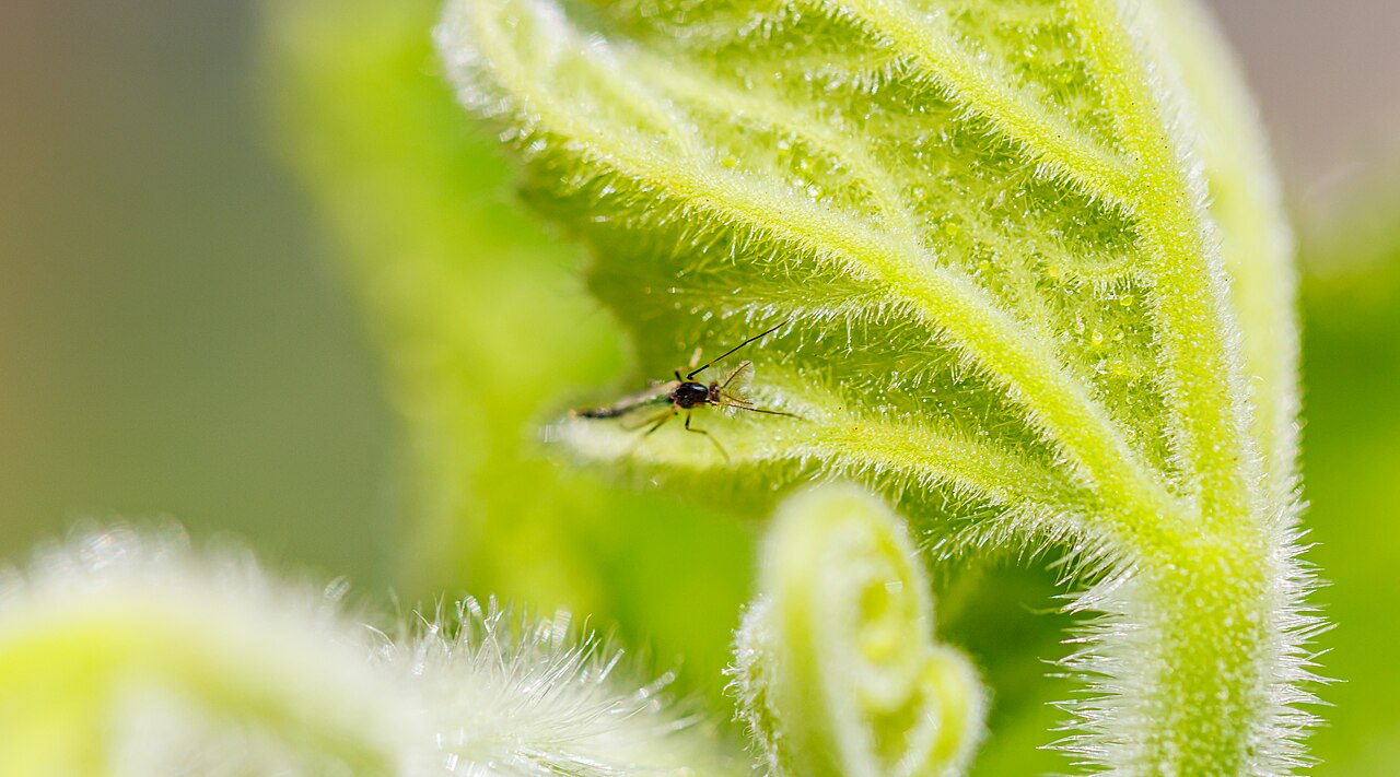 Aphid