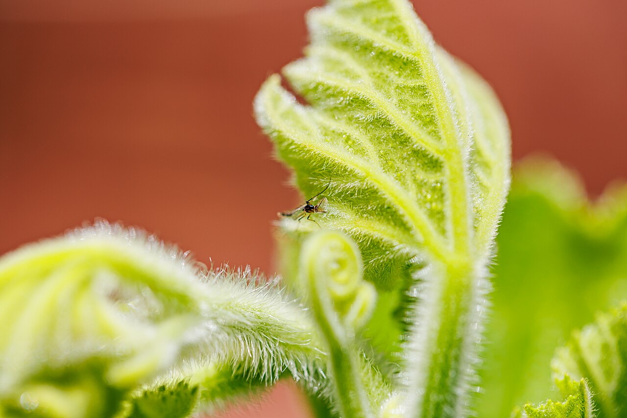 Aphid