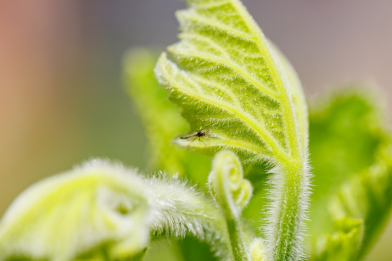Aphid