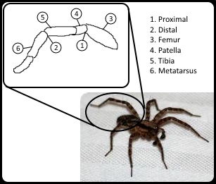 Arachnid