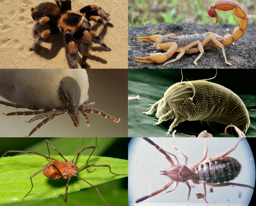 Arachnid