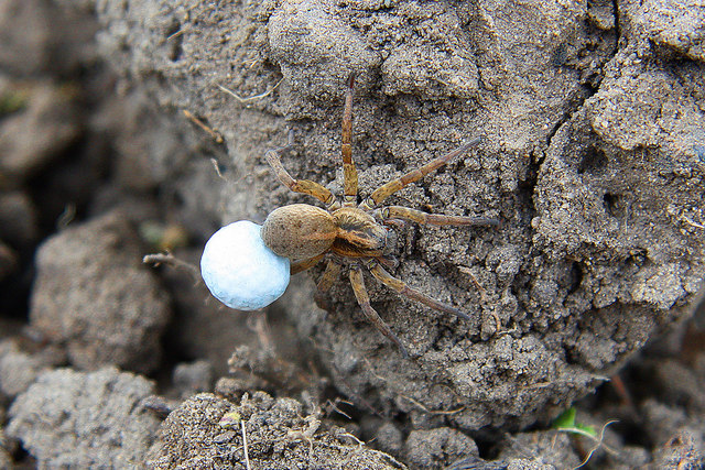 Arachnid
