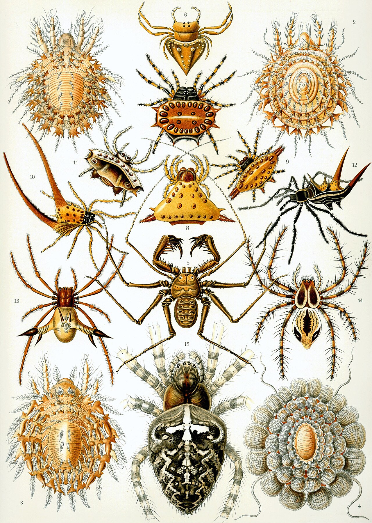 Arachnid