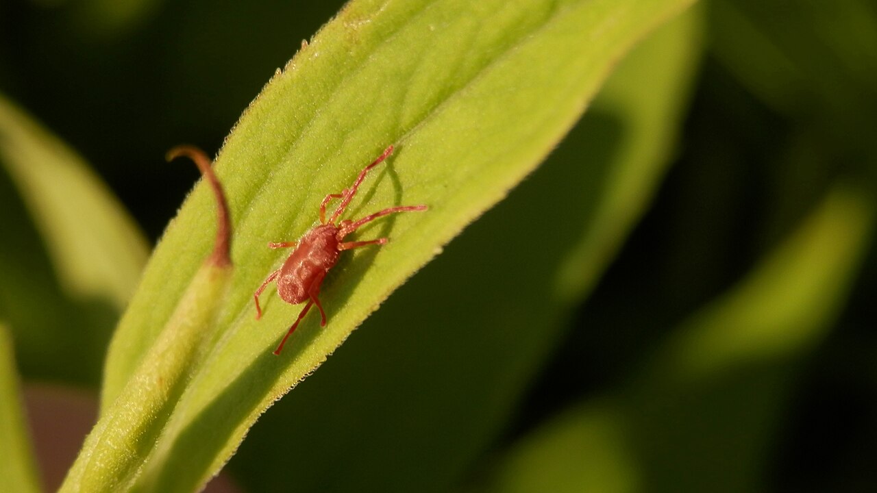 Arachnid