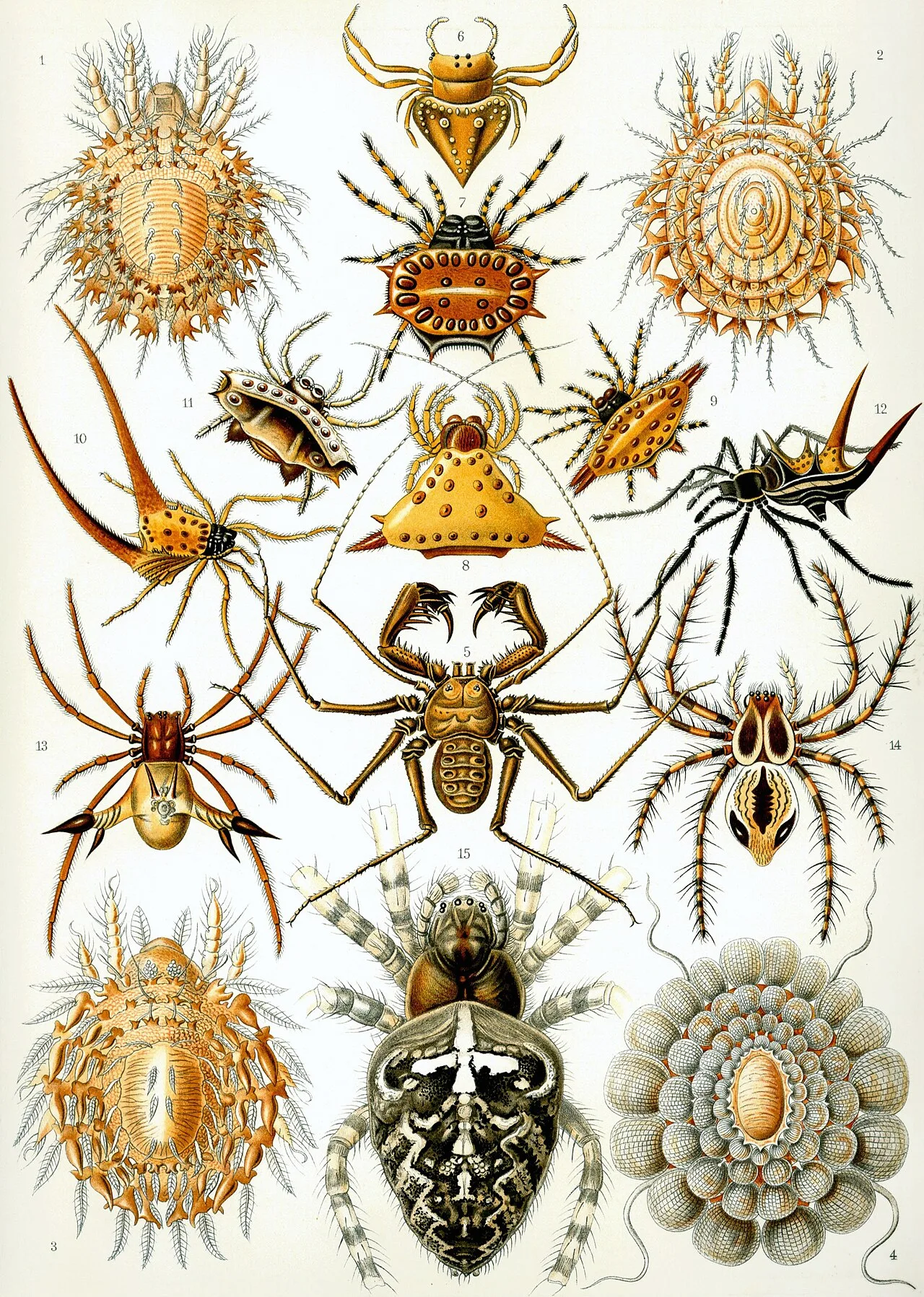 Arachnid