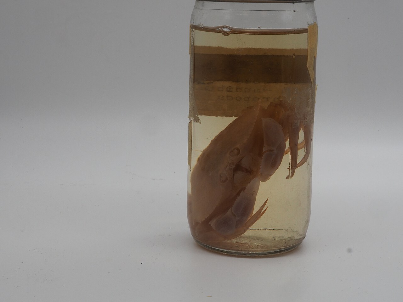 Arthropod