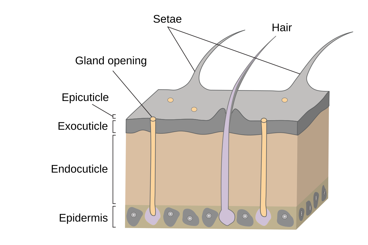 Arthropod