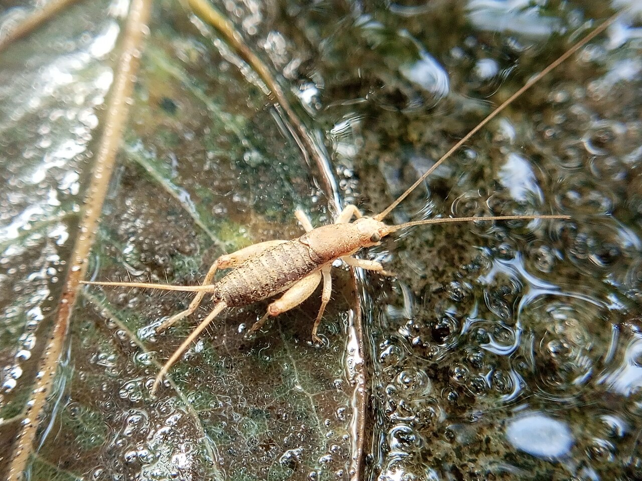 Arthropod
