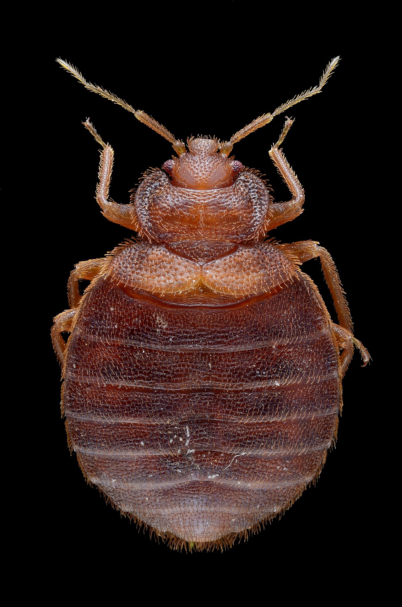 Bed bug