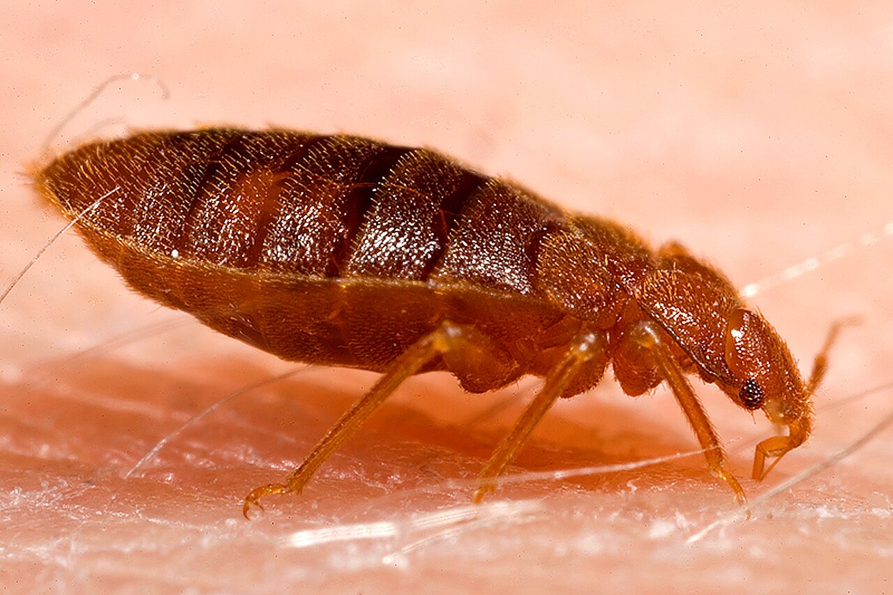 Bed bug