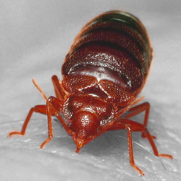 Bed bug