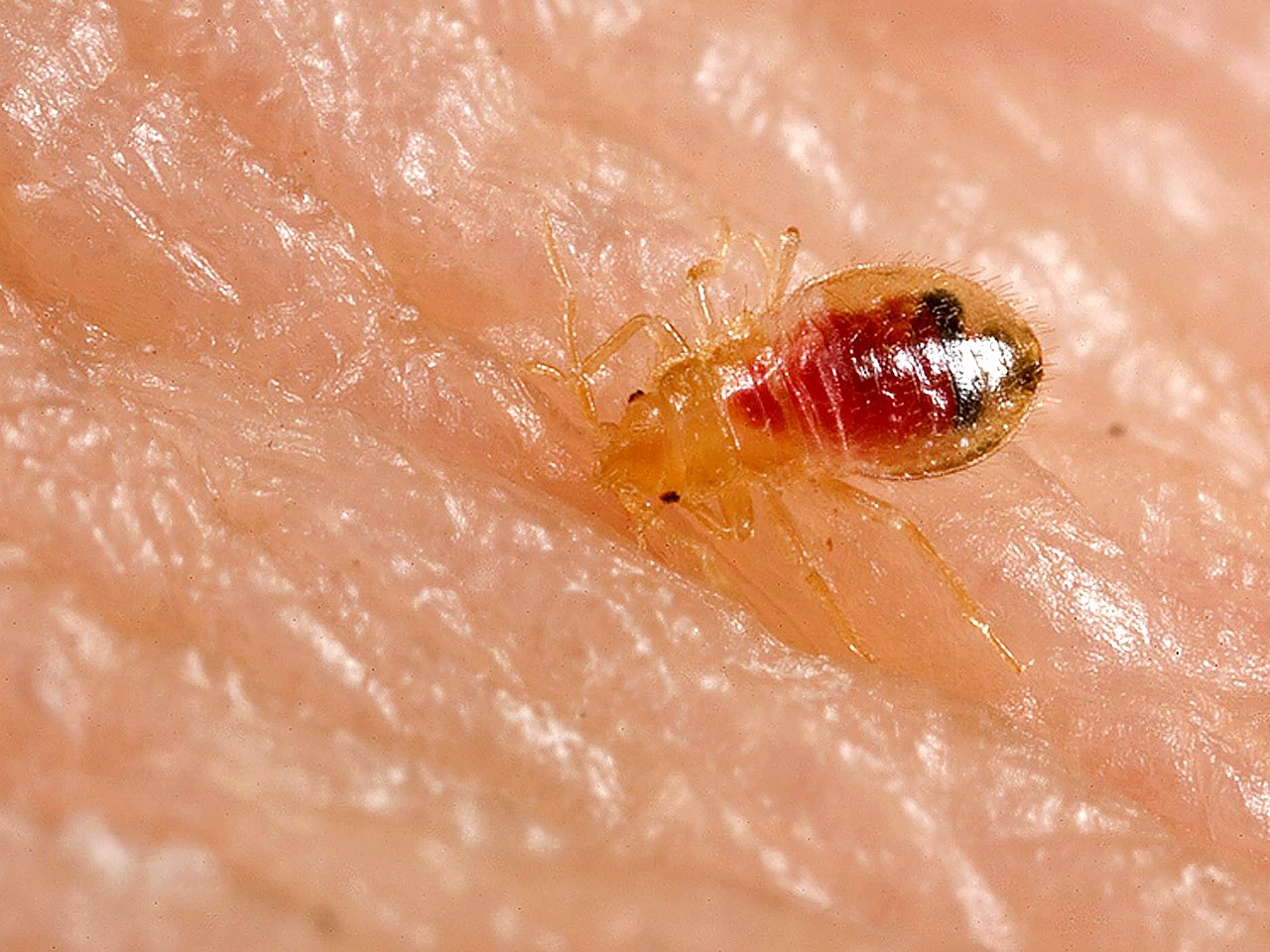 Bed bug