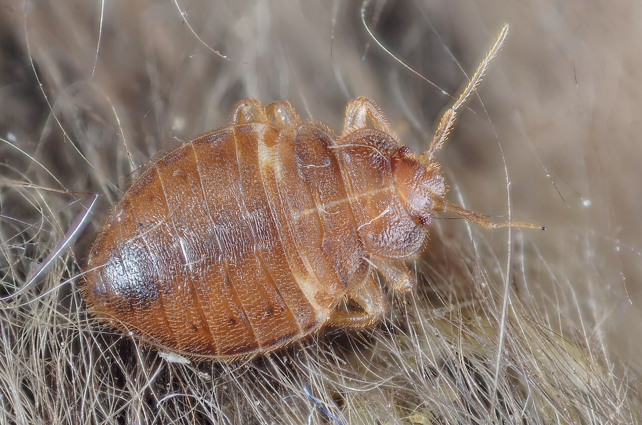 Bed bug