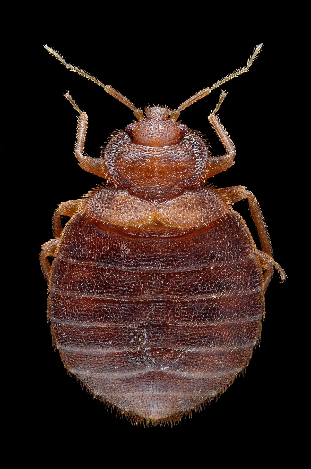 Bed bug
