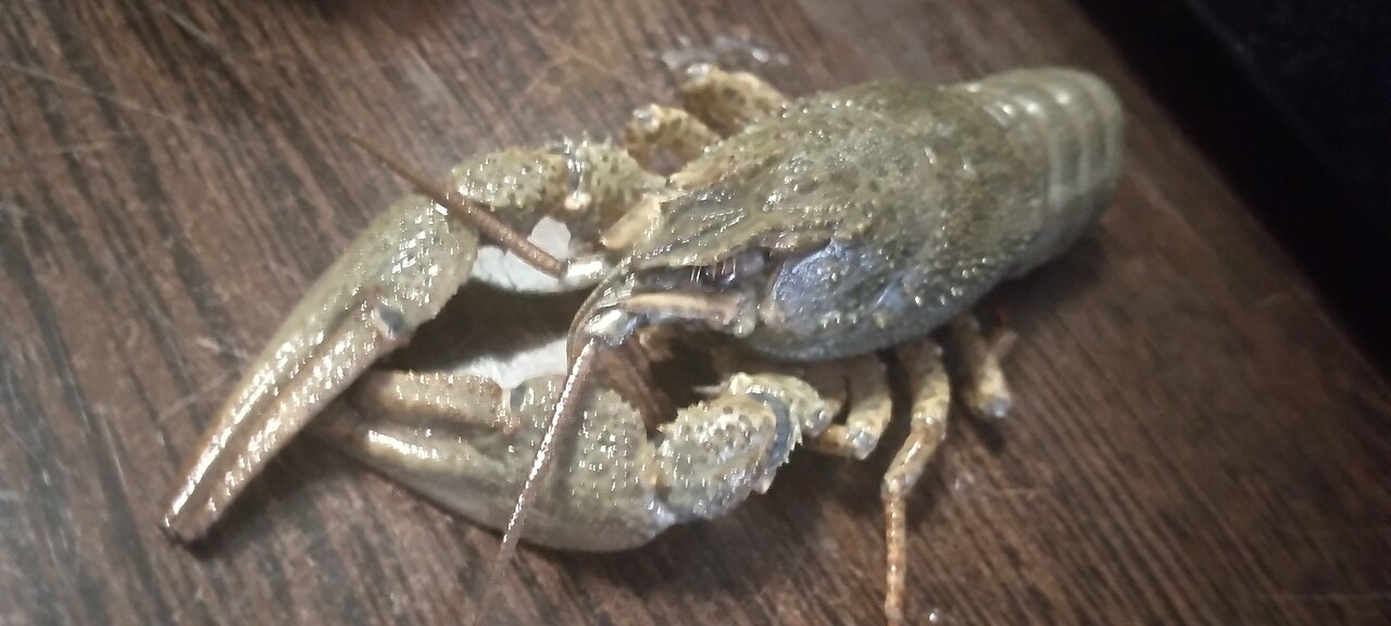 Crayfish