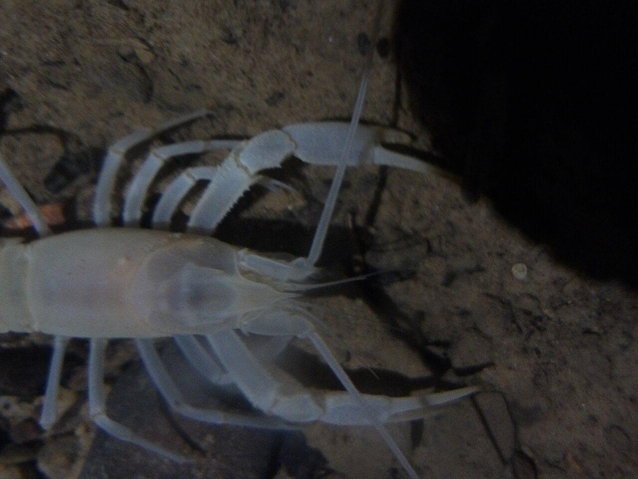 Crayfish