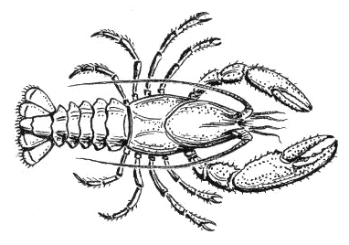 Crayfish