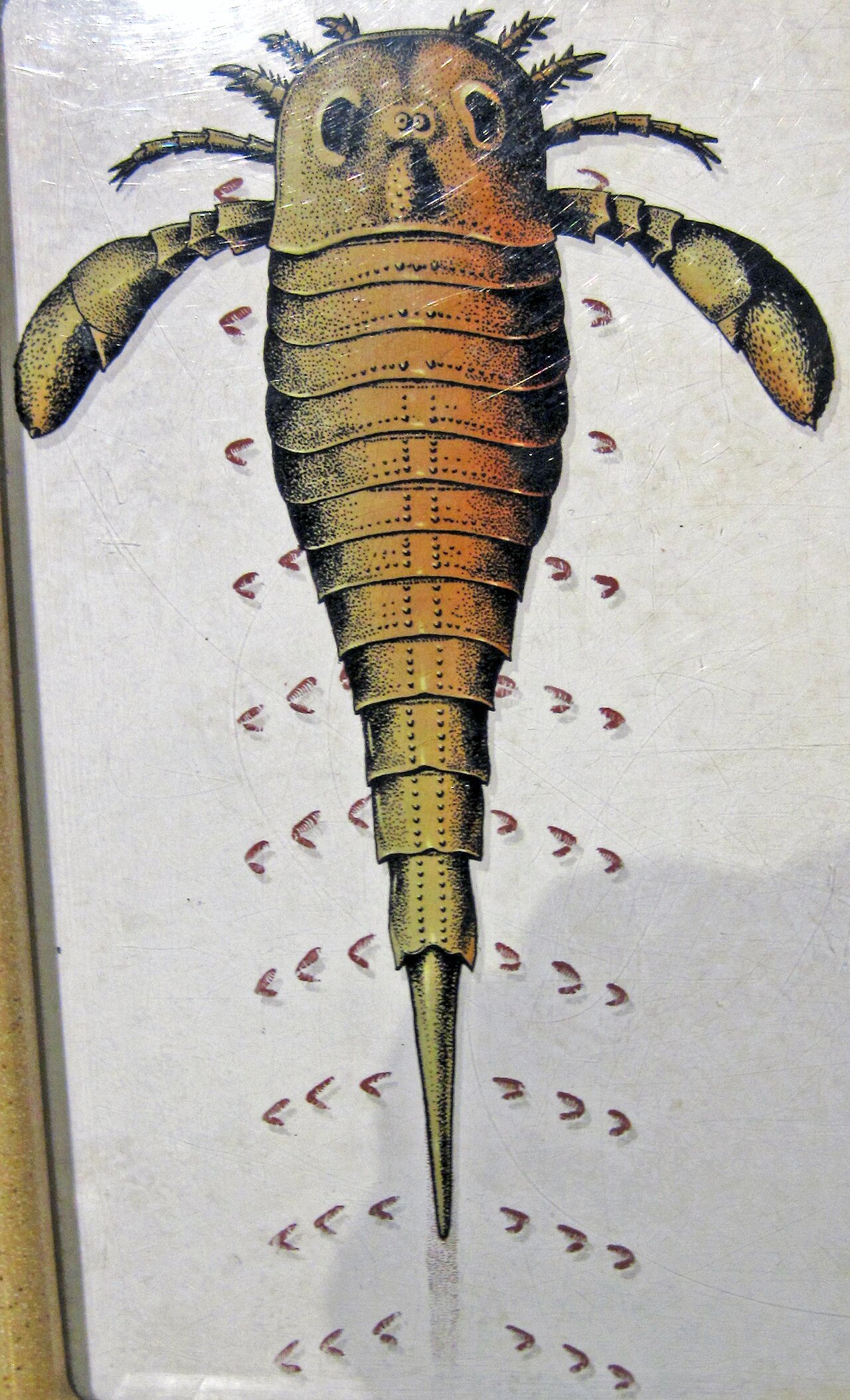Eurypterid