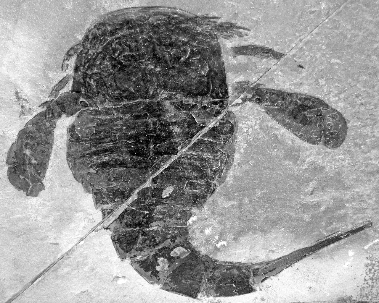 Eurypterid