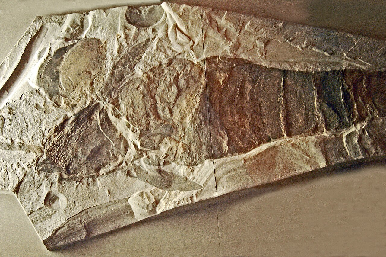 Eurypterid