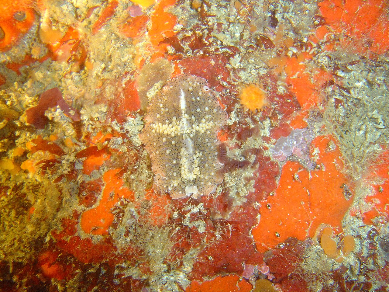 Flatworm