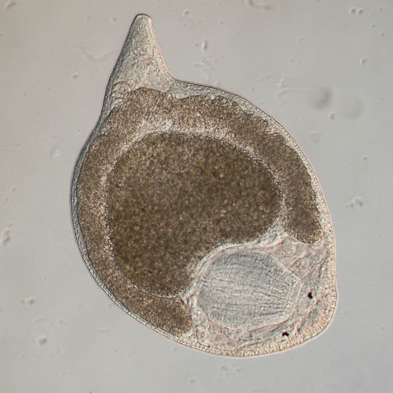 Flatworm