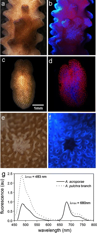Flatworm