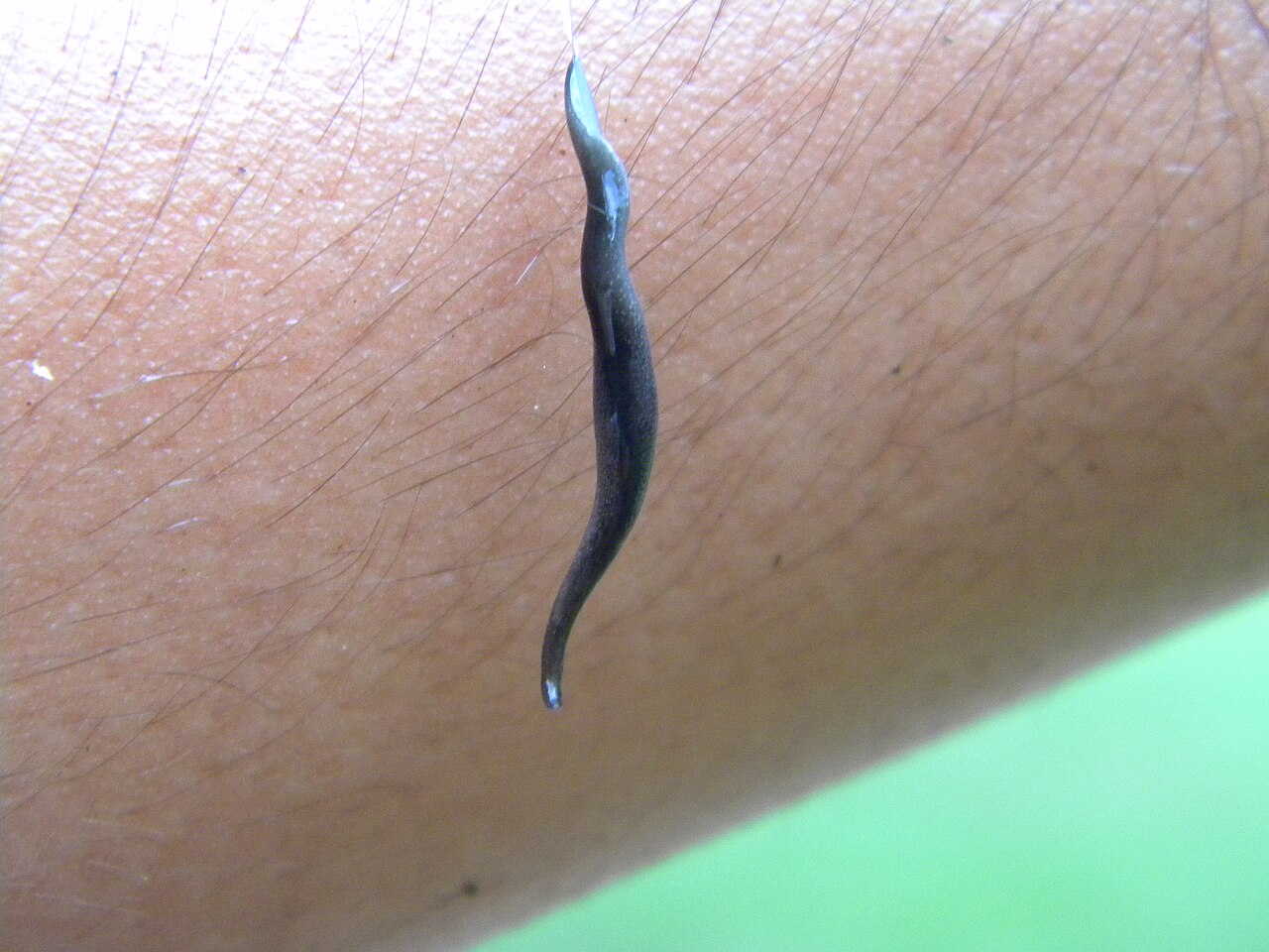 Flatworm