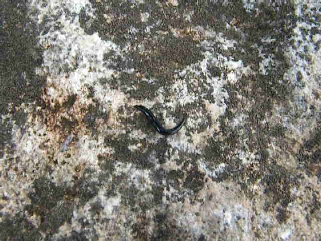 Flatworm