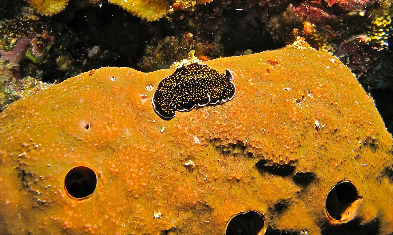 Flatworm