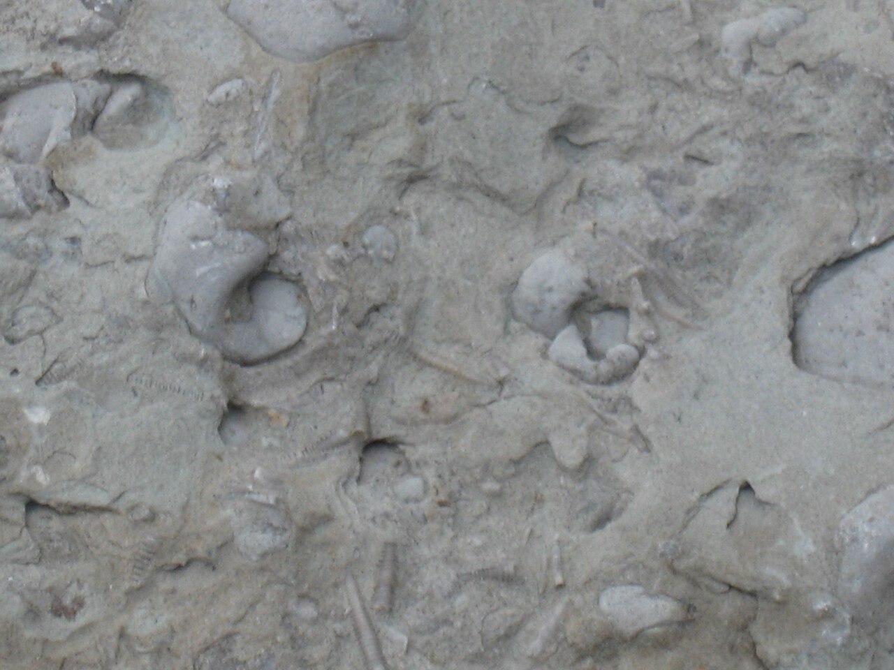 Gastropod