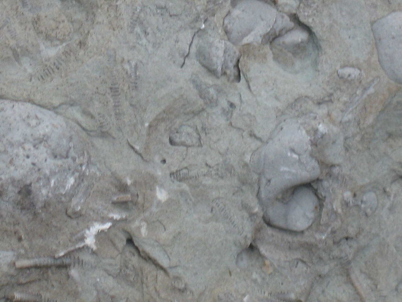 Gastropod