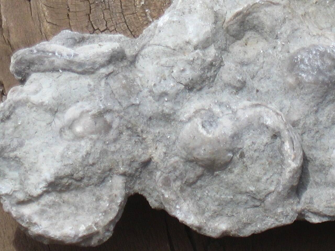 Gastropod