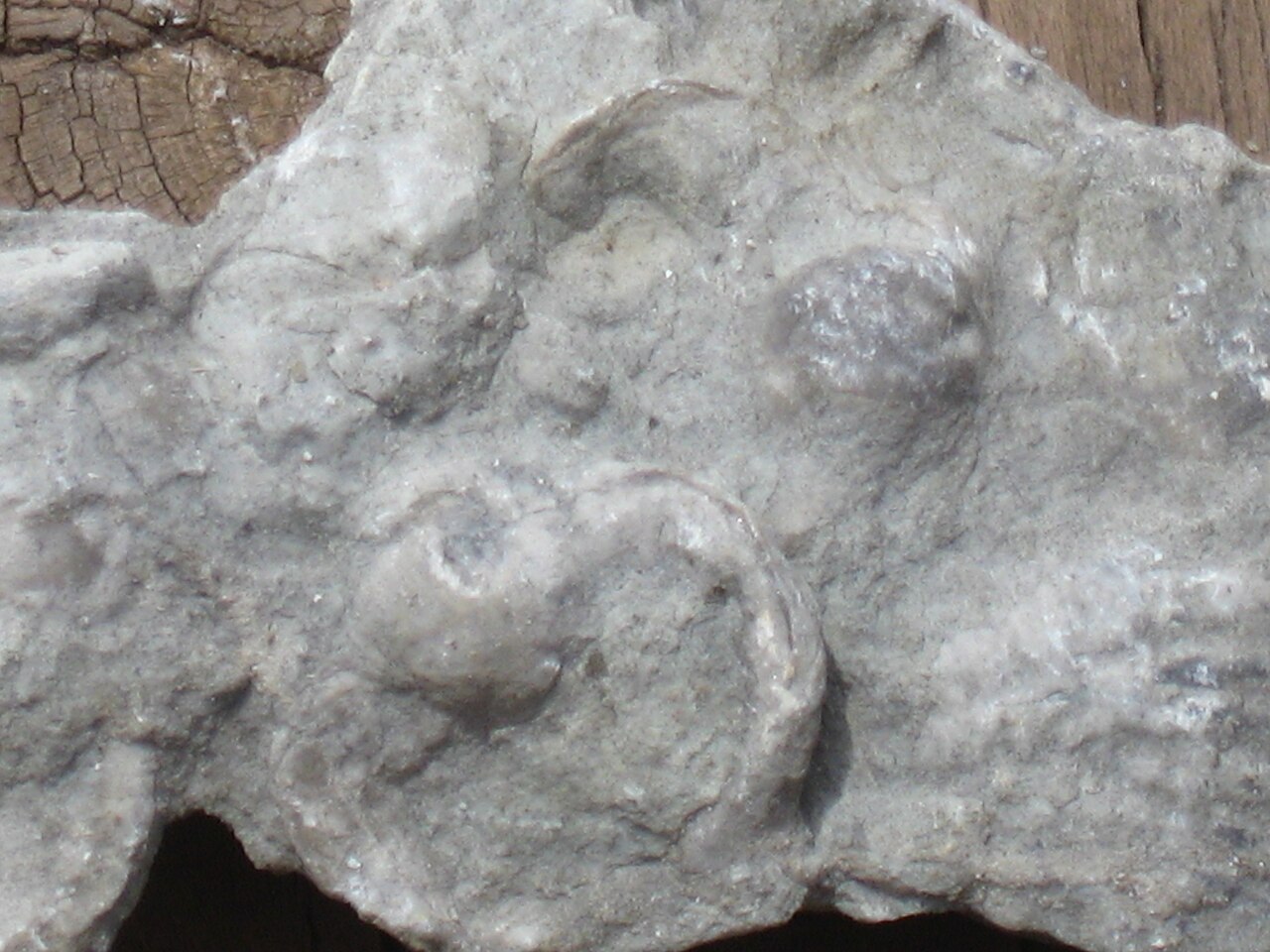 Gastropod