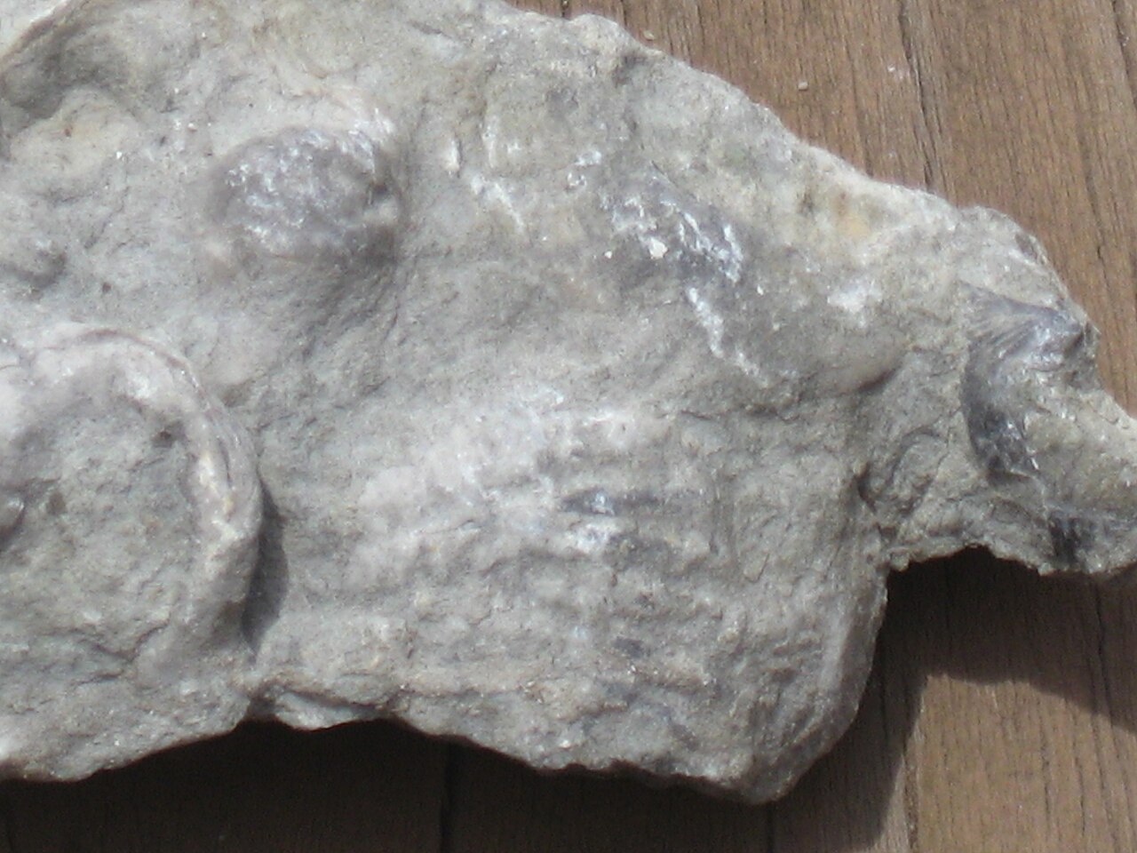 Gastropod