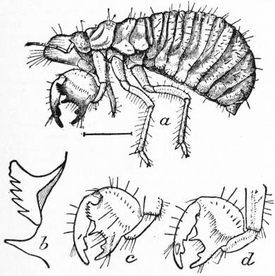 Hemiptera
