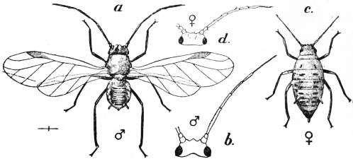 Hemiptera