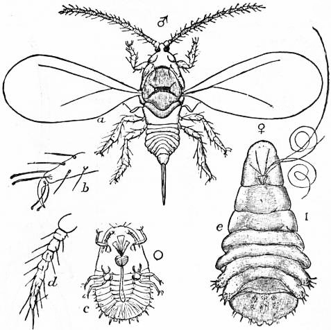 Hemiptera