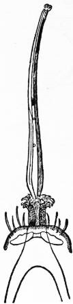 Hemiptera