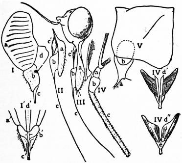 Hemiptera